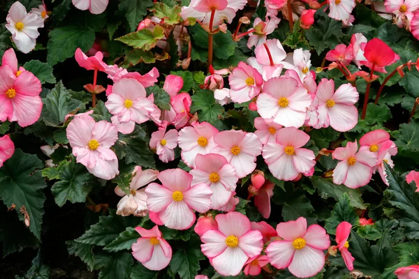 Una masa de flores rosadas Begonia en Butchart Gardens —  Fotos de Stock