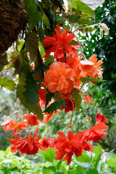 Uma massa de flores de Begonia laranja penduradas em Butchart Gardens — Fotografia de Stock