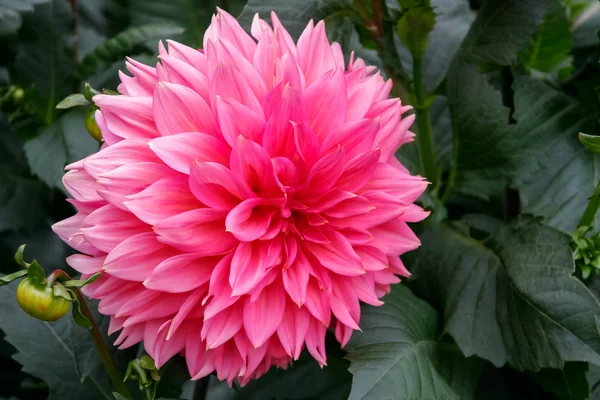 Magnifika rosa dahlia på displayen på butchart gardens — Stockfoto