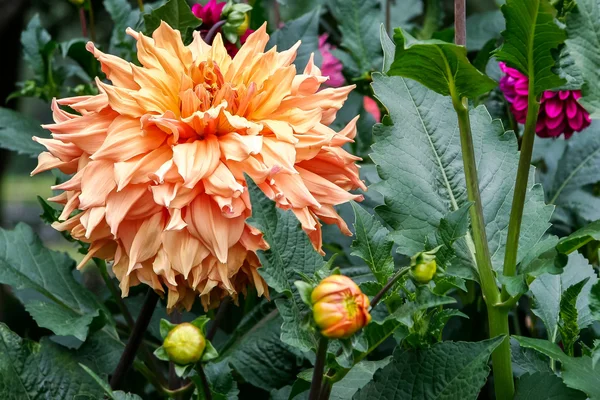 Nádherné oranžové dahlia v květu butchart zahrady — Stock fotografie