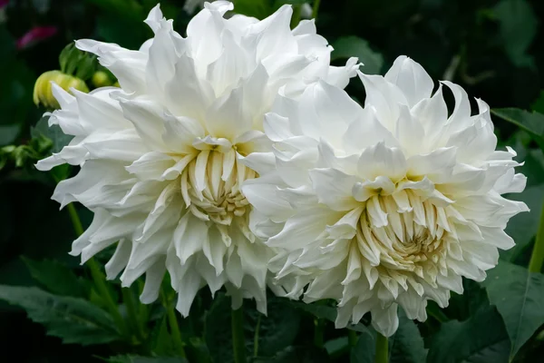 Magníficas dálias brancas par em exibição no Butchart Gardens — Fotografia de Stock