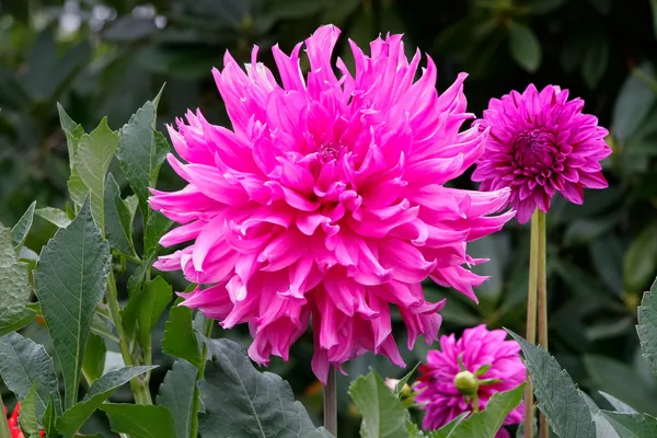 butchart bahçeleri ekranda güzel pembe dahlias