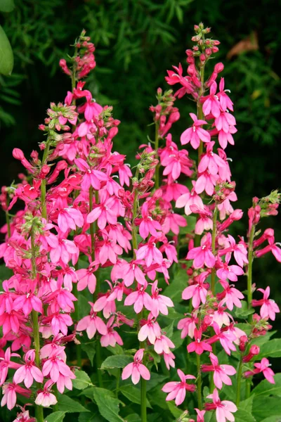 Rózsaszín lobelia virágzás butchart Gardens — Stock Fotó