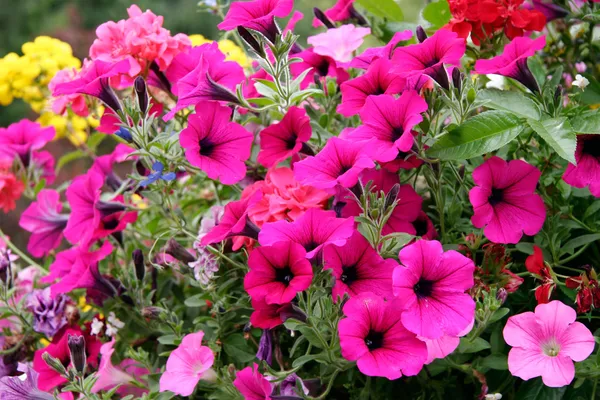 Display of brightly coloured Petunias at Butchart Gardens — Stock Photo, Image