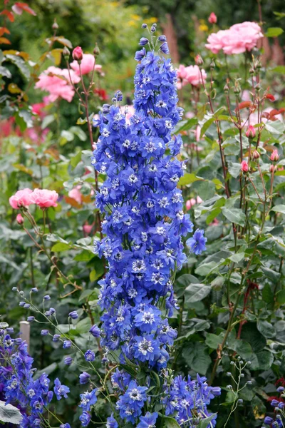 Prachtige blauwe Delphinium tentoongesteld in butchart tuinen — Stockfoto