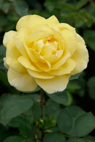 Uma bela rosa amarela (rosa) em exibição no Butchart Gardens — Fotografia de Stock