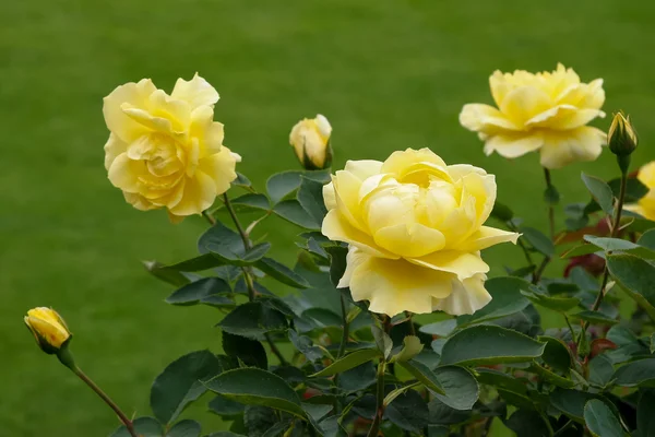 Krásné žluté růže (rosa) na displeji na butchart zahrady — Stock fotografie