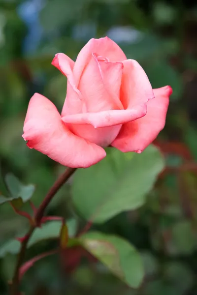 Único rosa rosa em flor no Butchart Gardens — Fotografia de Stock