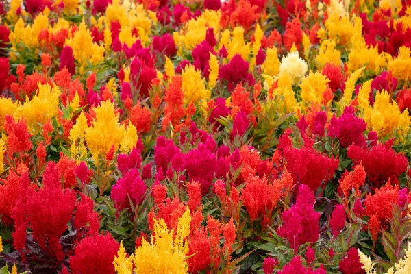 Celosia bedding plants outside the British Colombia Parliament b — Stock Photo, Image