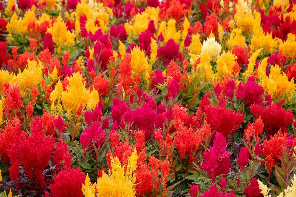 Pictures Bedding Plants Celosia Outside - Red And Yellow Bedding Plants Pictures Bedding Plants Celosia Outside - Red And Yellow Bedding Plants