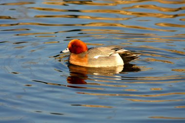 Avrasya wigeon (anas penelope)