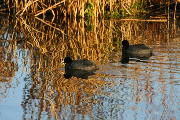A pair of Coots — Stock Photo, Image