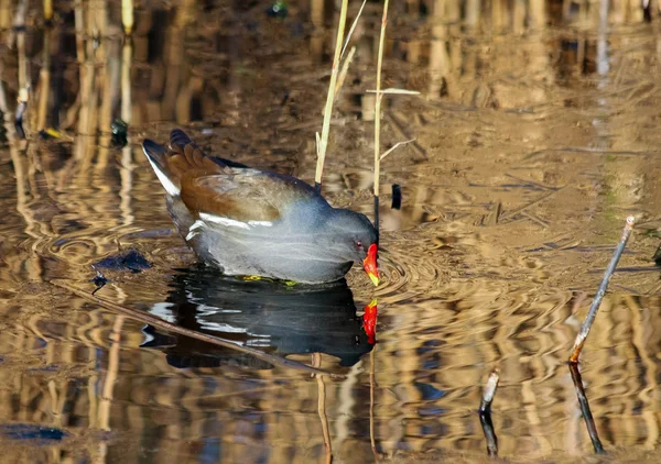 Vanlig morhöna (Gallinula chloropus)) — Stockfoto