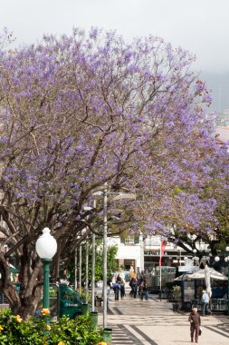 Funchal madeira çiçekli mavi jakaranda (jacaranda mimosifolia)
