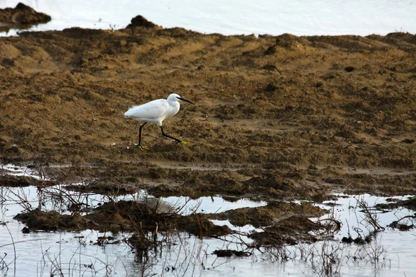 Egret a Dungeness — Foto Stock