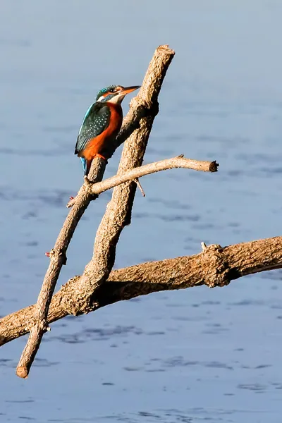 Kingfisher em Rainham Marshes — Fotografia de Stock