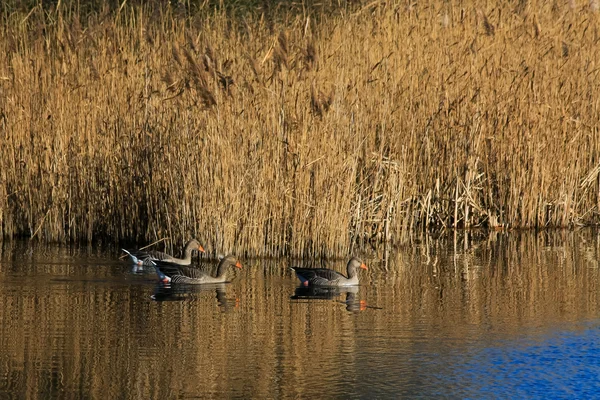 Greylag Oche nella riserva naturale di Fowlmer — Foto Stock