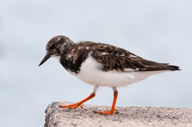 Ruddy Turnstone (arenaria yorumlaması)