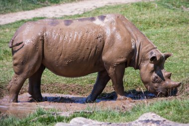 Rhino Port Lympne Wild Animal Safari Park clipart