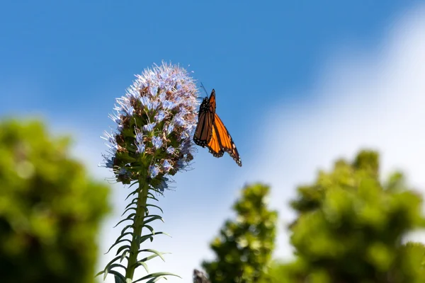 Borboleta monarca (danaus plexippus) — Fotografia de Stock