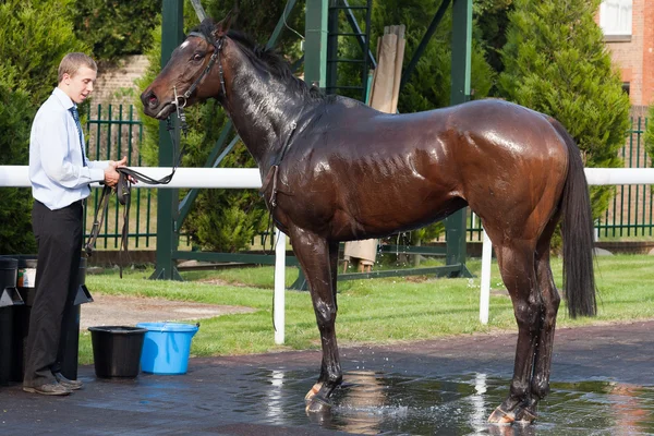 Cooling down racehorse after race — Stock Photo, Image