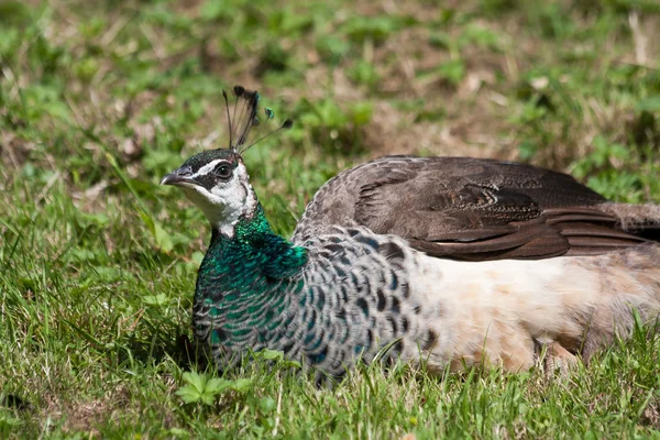 Vrouwelijke peacock — Stockfoto