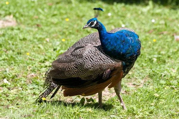 Pauw (Pavo cristatus) — Stockfoto