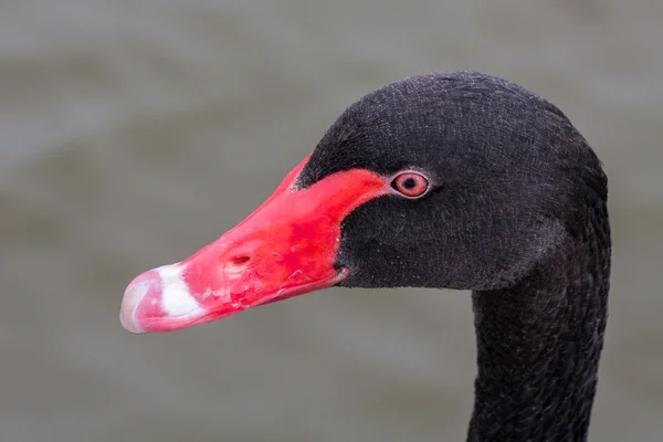 Close-up of a Black Swan (cygnus atratus) — Stock Photo, Image