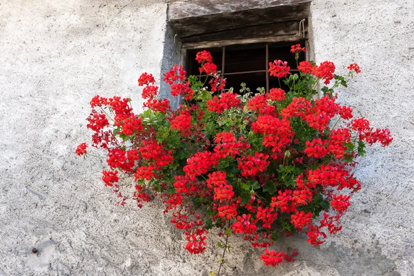 Gerânio vermelho em uma cesta de parede abaixo da janela da casa em Cogne Ita — Fotografia de Stock