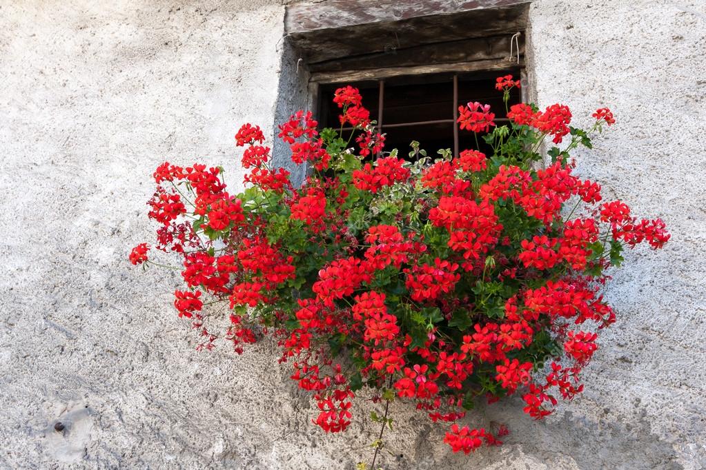 Red Geranium in a wall basket below window of house in Cogne Ita