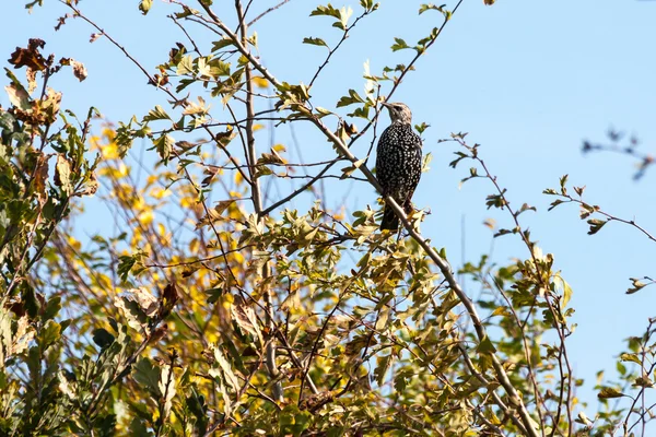 Starling vigile e vigile — Foto Stock