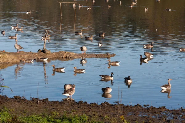 Gansos de Greylag y Canadá en el embalse Weir Wood — Foto de Stock