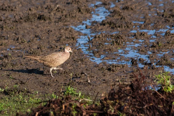 Female Pheasant at Weir Wood Reservoir — Stock Photo, Image
