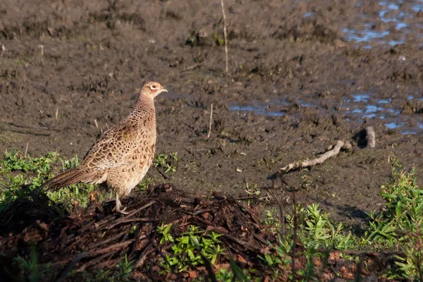 Female Pheasant at Weir Wood Reservoir — Stock Photo, Image