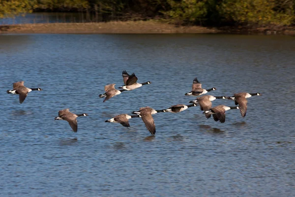 Canada Geese flying over Weir Wood Reservoir — Stock Photo, Image