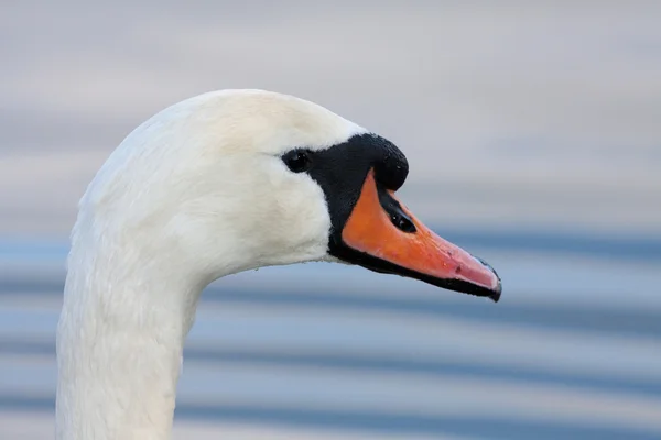 Dilsiz kuğu (Kuğu rengi)) — Stok fotoğraf