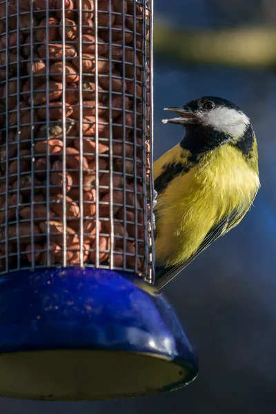 Tit besar pada feeder — Stok Foto