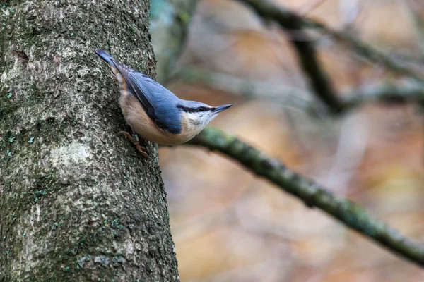 Nuthatch perched on tree at Weir Wood Reservoir — Stock Photo, Image