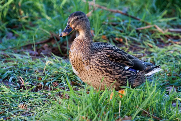 Stockente weiblich — Stockfoto