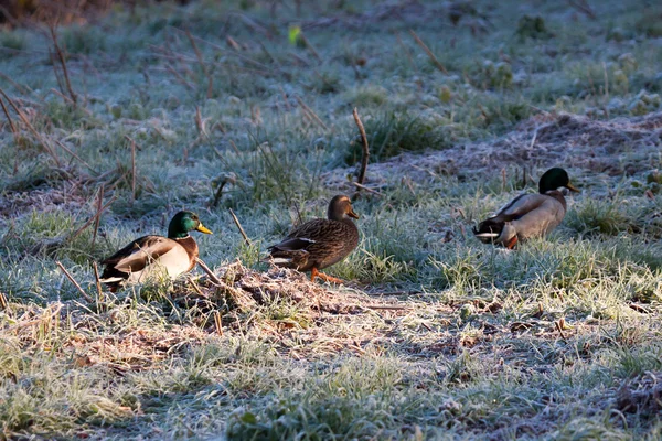 Stockenten laufen durch frostiges Gras — Stockfoto