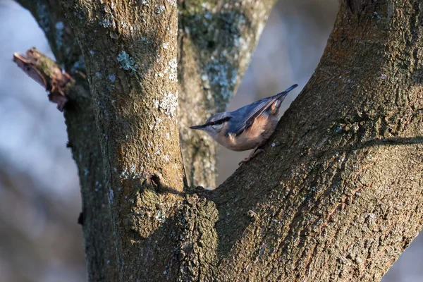 Nötväcka uppflugen på ett träd nära weir trä reservoir — Stockfoto