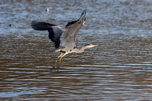 Grey heron decolare — Fotografie, imagine de stoc