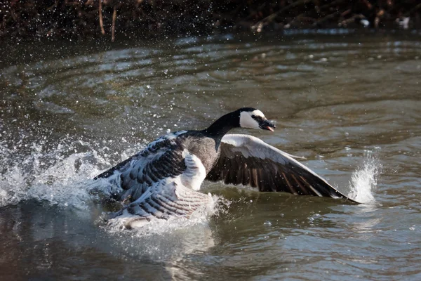 Barnacle Goose (Branta leucopsis) splashing in the water — Stock Photo, Image