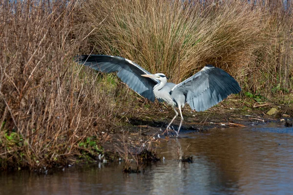 Grey Heron (Ardea cinerea) on the waters edge — Stock Photo, Image