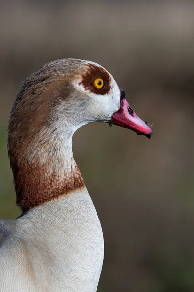 Close up of Egyptian Goose (Alopochen aegyptiacus) — Stock Photo, Image