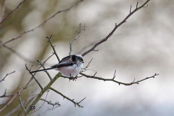 Długo tailed tit — Zdjęcie stockowe