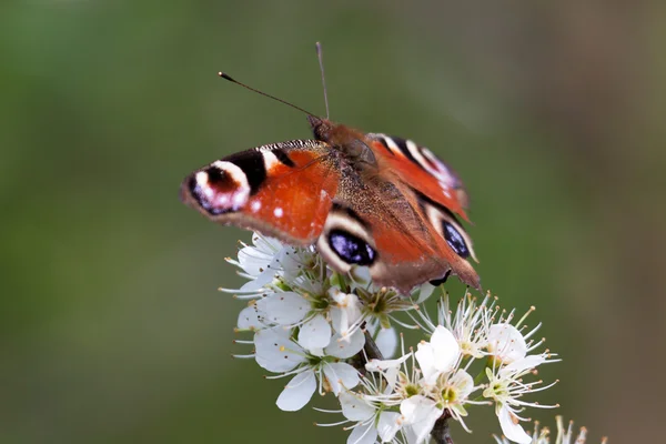 European Peacock butterfly (Inachis io) — Stock Photo, Image
