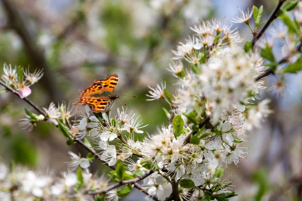 Comma butterfly (Polygonia c-album) feeding on tree blossom — Stock Photo, Image