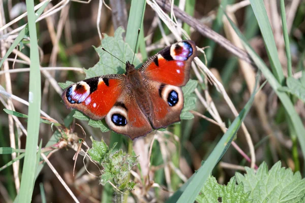 European Peacock butterfly (Inachis io) — Stock Photo, Image