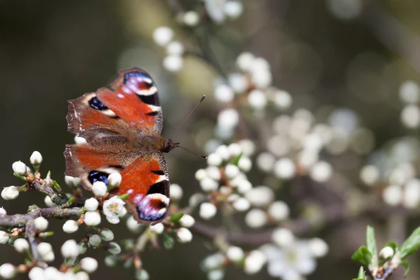 European Peacock butterfly (Inachis io) resting on tree blossom — Stock Photo, Image